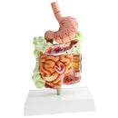 Minification 1X Human Large Intestine Stomach Pathological Model School Teaching Display Lab Supplies
