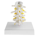 1:1 Human 4 Lumbar Vertebrae Intervertebral Disc Skeleton Model School Teaching Display Lab Supplies