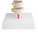 1:1 Human 4 Lumbar Vertebrae Intervertebral Disc Skeleton Model School Teaching Display Lab Supplies