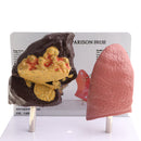 Minify 1x Human Lung Normal & Pathological Comparison Lab Demonstration Model Kits Learning Resources