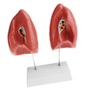 1:1 Lifesize Human Lung Structure Removable 4 Parts Lab Demonstration Model School Teaching Display