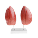 1:1 Lifesize Human Lung Structure Removable 4 Parts Lab Demonstration Model School Teaching Display