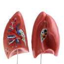 1:1 Lifesize Human Lung Structure Removable 4 Parts Lab Demonstration Model School Teaching Display
