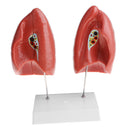 1:1 Lifesize Human Lung Structure Removable 4 Parts Lab Demonstration Model School Teaching Display