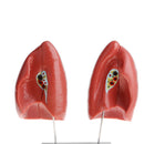 1:1 Lifesize Human Lung Structure Removable 4 Parts Lab Demonstration Model School Teaching Display