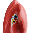 1:1 Lifesize Human Lung Structure Removable 4 Parts Lab Demonstration Model School Teaching Display