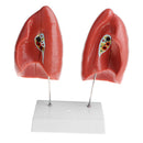 1:1 Lifesize Human Lung Structure Removable 4 Parts Lab Demonstration Model School Teaching Display