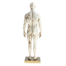 11 Inch Male Anatomy Figure Model Anatomical Reference For Artists - White