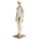 11 Inch Male Anatomy Figure Model Anatomical Reference For Artists - White