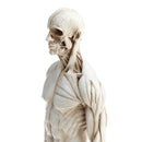 11 Inch Male Anatomy Figure Model Anatomical Reference For Artists - White
