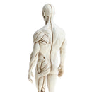 11 Inch Male Anatomy Figure Model Anatomical Reference For Artists - White