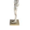 11 Inch Male Anatomy Figure Model Anatomical Reference For Artists - White