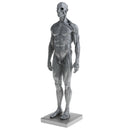 Male Anatomy Figure Superficial Muscle Anatomy Model Lab Ornament - Gray