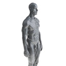 Male Anatomy Figure Superficial Muscle Anatomy Model Lab Ornament - Gray