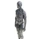 Male Anatomy Figure Superficial Muscle Anatomy Model Lab Ornament - Gray