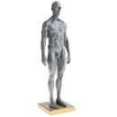 Male Anatomy Figure Superficial Muscle Anatomy Model Lab Ornament - Gray