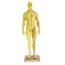 11 Inch Male Anatomy Figure Model Anatomical Reference For Artists - Yellow