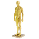 11 Inch Male Anatomy Figure Model Anatomical Reference For Artists - Yellow