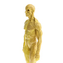11 Inch Male Anatomy Figure Model Anatomical Reference For Artists - Yellow