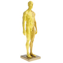 11 Inch Male Anatomy Figure Model Anatomical Reference For Artists - Yellow