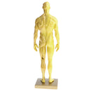 11 Inch Male Anatomy Figure Model Anatomical Reference For Artists - Yellow
