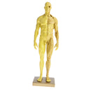 11 Inch Male Anatomy Figure Model Anatomical Reference For Artists - Yellow