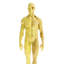 11 Inch Male Anatomy Figure Model Anatomical Reference For Artists - Yellow
