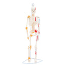 85cm Height Human Full Body Skeleton Bone Model with Ligaments and Muscles School Teaching Equipment