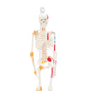 85cm Height Human Full Body Skeleton Bone Model with Ligaments and Muscles School Teaching Equipment