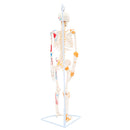 85cm Height Human Full Body Skeleton Bone Model with Ligaments and Muscles School Teaching Equipment