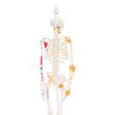 85cm Height Human Full Body Skeleton Bone Model with Ligaments and Muscles School Teaching Equipment