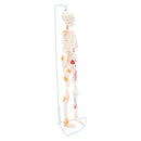 85cm Height Human Full Body Skeleton Bone Model with Ligaments and Muscles School Teaching Equipment