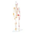 85cm Height Human Full Body Skeleton Bone Model with Ligaments and Muscles School Teaching Equipment