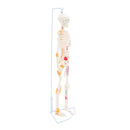85cm Height Human Full Body Skeleton Bone Model with Ligaments and Muscles School Teaching Equipment
