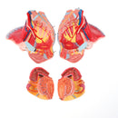 1:1 Life Size Female Pelvis Model with Vessels Ligaments Muscles Nerves & Organs Lab Supplies
