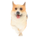 Plastic Realistic Wildlife Jungle Forest Ocean Animals Corgis Dog Action Figure Toys Pet Playset, Eduactional Toys For Kids Toddler Collectibles