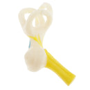 Magnification 5x Human Ear Semicircular Canal Cochlear Model Lab Supplies