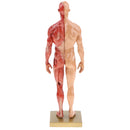 11 inch Anatomical Male Muscular and Skin Figure Model Human Anatomy Model (Skin Color)