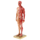 11 inch Anatomical Male Muscular and Skin Figure Model Human Anatomy Model (Skin Color)