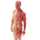 11 inch Anatomical Male Muscular and Skin Figure Model Human Anatomy Model (Skin Color)