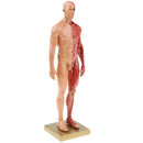 11 inch Anatomical Male Muscular and Skin Figure Model Human Anatomy Model (Skin Color)