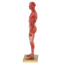 11 inch Anatomical Male Muscular and Skin Figure Model Human Anatomy Model (Skin Color)
