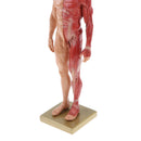 11 inch Anatomical Male Muscular and Skin Figure Model Human Anatomy Model (Skin Color)