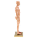 11 inch Anatomical Male Muscular and Skin Figure Model Human Anatomy Model (Skin Color)