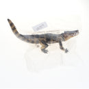 9.8 Inch Plastic BoarCroc Wild Animal Figurine Toy for Kids Toddlers, Kids Birthday Christmas Gift Home Desk Decor