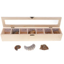 7pcs/ Box Educational Geology Biology Science Kit - Rock and Mineral Collection Natural Paleontological Specimens in a Display Case School Supplies