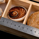 7pcs/ Box Educational Geology Biology Science Kit - Rock and Mineral Collection Natural Paleontological Specimens in a Display Case School Supplies