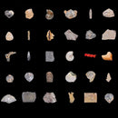 Educational Science Set NATURAL SPECIMENS COLLECTION KIT (30pcs) with Magnifier & Brush