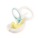 Anatomical Ear Labyrinth Model for School Teaching Supplies
