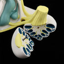 Anatomical Ear Labyrinth Model for School Teaching Supplies